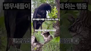 매를 보고 나뭇잎인척 하는 불쌍한 앵무새들