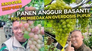 Panen Anggur Basanti!!! Tips Cara Membedakan Overdosis Pupuk 