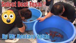 Select the Best Tosai Koi from Kentaro Sakai !!