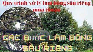 Quy Trình Xử Lý Làm Bông Sầu Riêng Trước Mùa Thuận