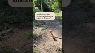 What if you make a deadly snake mad? | ABC News