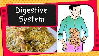 Science - How human digestive system works - English