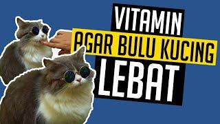 CARA AGAR BULU KUCING LEBAT DAN SEHAT - VITAMIN BULU