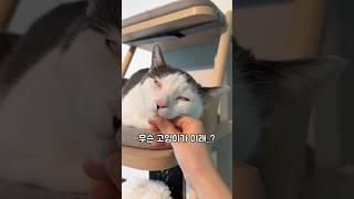 자면서도 집사 무시하는 고양이 ㅋㅋㅋ