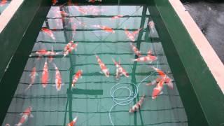 Inside the koi house of breeder Nogami