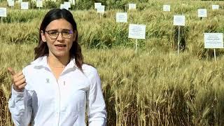 Carolina Rivera explains wheat physiology