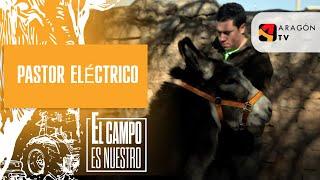 Pastor eléctrico y cabezadas para los burros.