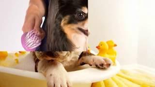 Pet Grooming in Auburn, WA - (253) 333-7766