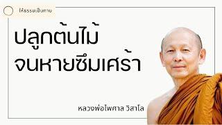 ปลูกต้นไม้จนหายซึมเศร้า - พระไพศาล วิสาโล