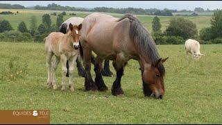 Le trait Ardennais