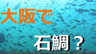 【衝撃】大阪の海釣り公園で大型石鯛を追う！【水中映像】