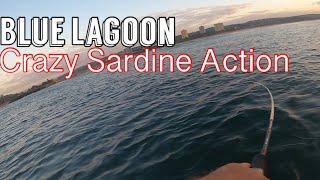 Blue Lagoon Fishing for Garrick and CRAZY SARDINE ACTION