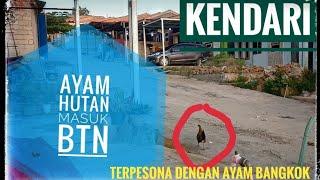 AYAM HUTAN MASUK BTN CARI JODOH 