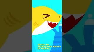 Baby Shark Doo Doo Doo Facts #shorts | Baby Shark Official