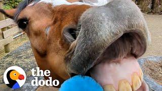 Watch How This Woman Turns Her Aggressive Rescue Horse Into A Cuddlebug | The Dodo