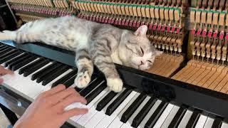 Piano woogie boogie massages for meow - Part 2