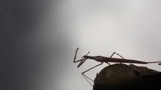 Water Stick Insect Ranatra linearis take off