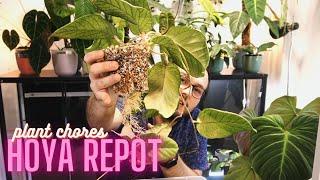 Why I Stopped Growing Hoya in Semihydro? | Hoya Repot