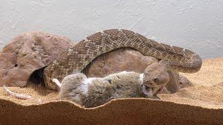 WTF!!!!!! Red Diamondback rattlesnake instantly DROPS RAT!!!!!