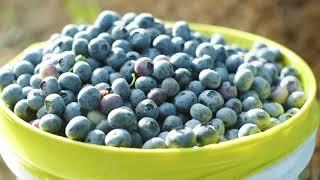 The Story of the Blueberry