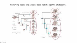 Interpreting Trees