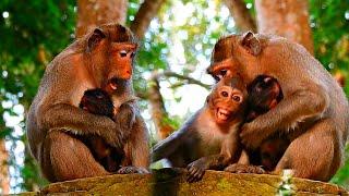 Oh Noo... Mom What Happened? Nice Clip Video Newborn Baby Monkey Nanaco | Mom Not Love BB, Wildlife