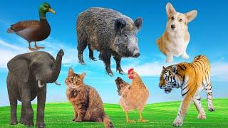 Interesting animal sounds: cat, duck, dog, horse, elephant - Adorable animals