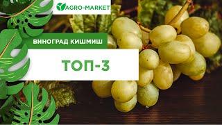 ТОП-3 НАЙСМАЧНІШІ СОРТИ | ВИНОГРАД КИШ-МИШ | Agro-Market.ua