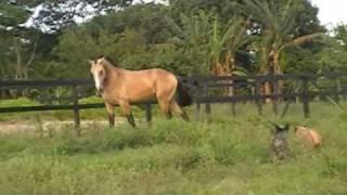 Lusitano for Dressage - Caramelo do Nico - Buckskin Colt - 24mths