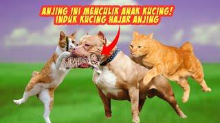 Menegangkan! Detik-detik Induk Kucing H4j4r Anjing yang Menggangu Anaknya - Kucing Vs Anjing