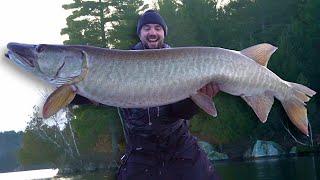 Clear Water FAT MUSKIES - 10 Day November Musky Challenge 2024 - Day 2