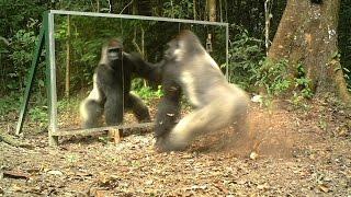 Gabon: This Silverback thinks this intruder in the mirror (his reflection) comes to steal his wives.