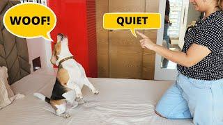 How to Teach your Beagle to Bark Less?