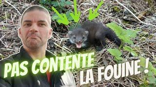 Comment attraper une fouine ? Que faire avec une fouine capturé ?