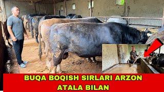 BUQA BOQISH SIRLARI OSON VA ARZON USULDA 91-693-20-07 QIRG’IZISTON SHVES BUQALARI