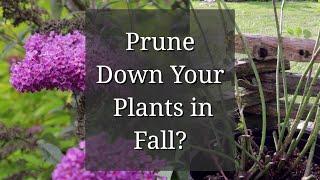 Prune Down Plants in the Fall? Perennials - Roses - Shrubs