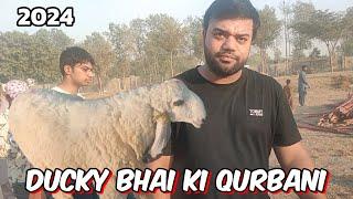ducky Bhai Ki 2024 ki Qurbani | Lahore Bakra Mandi Shahpur Kanjra | desi Chatra | bakra Eid