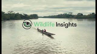 Wildlife Insights Revolutionizing Biodiversity Conservation with Technology and AI