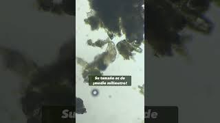 TARDÍGRADO BAJO EL MICROSCOPIO