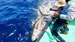 Catching 97kg Yellowfin Tuna Using Live Rosy Snapper Fish