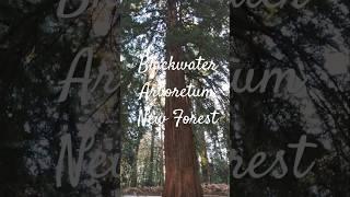 Blackwater Arboretum #blackwaterarboretum #nationaltreeweek #nt #nature #woodlands #woodlandtrust