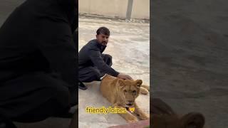 so friendly loines kingloin#bigcat#animals mutation#viralzone#