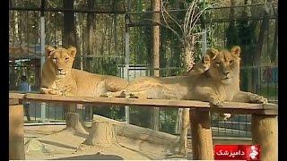 Iran Treatment Wild animals in Zoo, Tehran province نگهداري از حيوانات باغ وحش تهران ايران