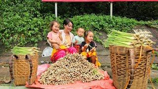 Daily Life of a 23 Year Old Single Mother - Harvesting lemongrass root & raising three children