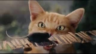 Mice will dislike this video| d-Con Rodent Control Commercial