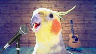 cockatiel singing and dancing, if you're happy and you know it