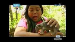 Ang endangered animal na pangolin o balintong, kinilala ni Maey B.