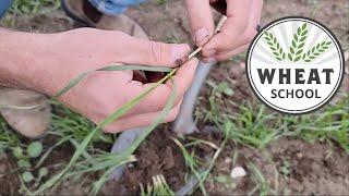 Wheat School: Identifying the ideal stage for a PGR application