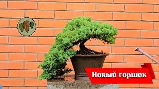 Новый горшок для можжевельника @Studio.Bonsai