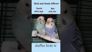 Australian parrot male female different phatho mn nur mada ki pechan #viral #shorts